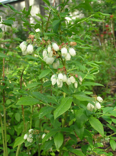 Vaccinium  corymbosum