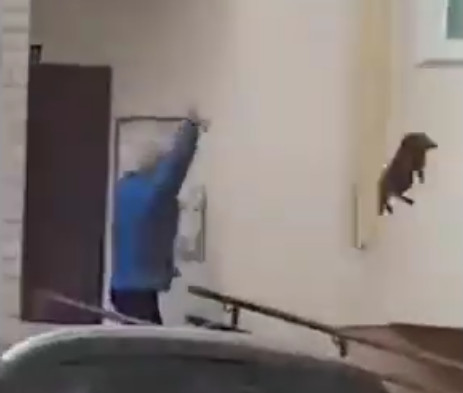 В Октябрьском заблудшего лося выгоняли котом (видео) В Октябрьском заблудшего лося выгоняли котом (видео)