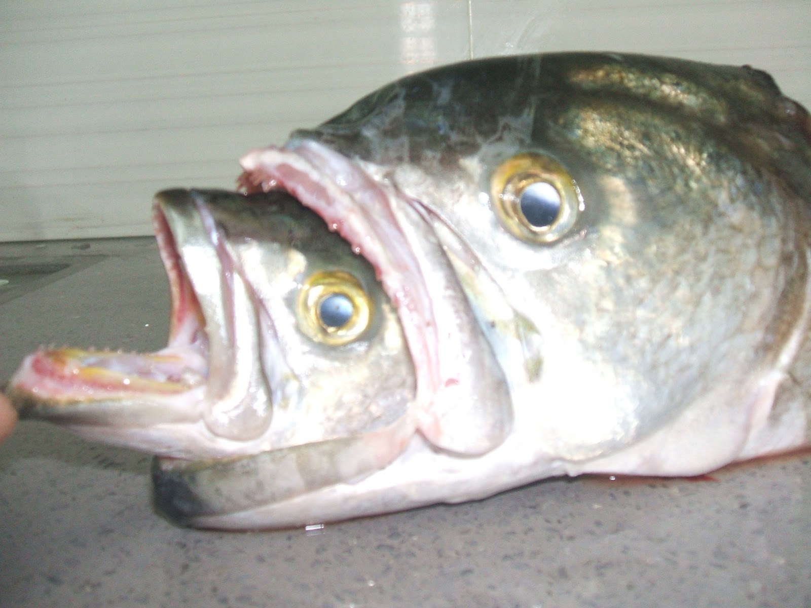 SALTWATER SPINNING IN ISRAEL: CRAZY FISH