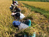 Rs 10,400 mn allocated to buy paddy during Yala season.