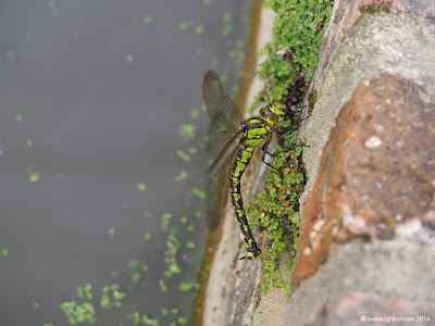 Southern Hawker Dragonfly laying eggs Aeshna cyanea Southern Hawker Dragonfly laying eggs Aeshna cyanea