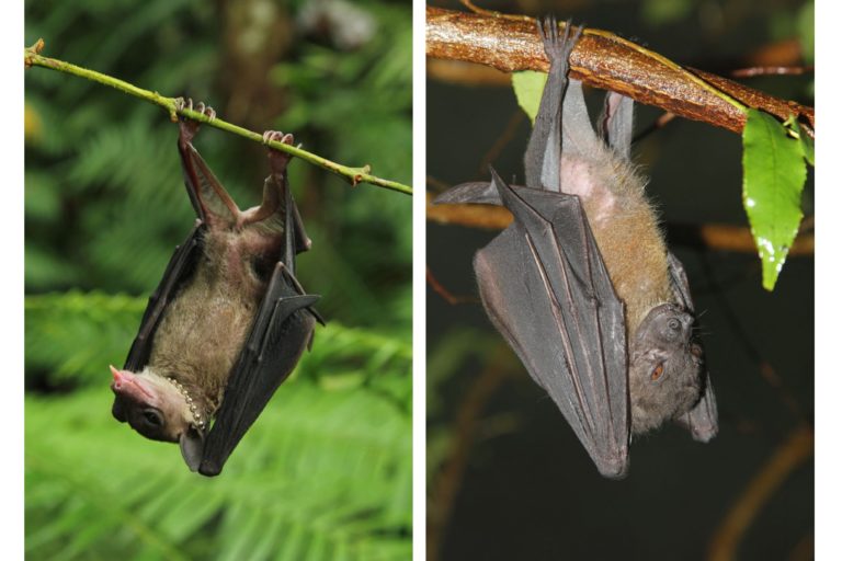 Philippine fruit bats may be entirely new species of their own, DNA