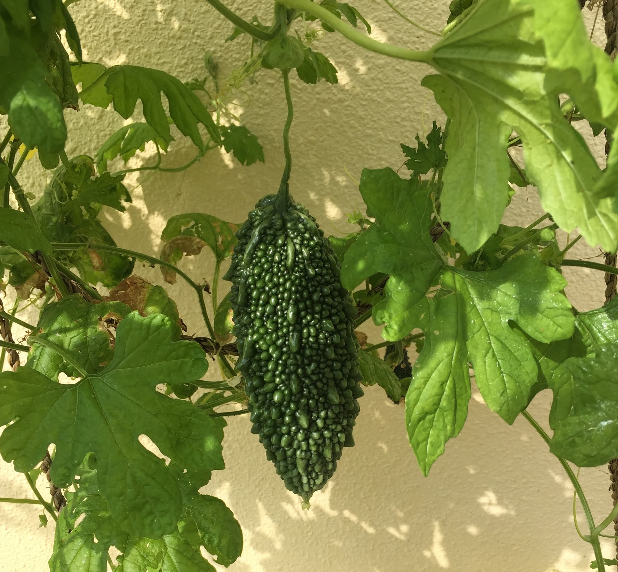 Okinawa Gardener Bitter Melon (Goya, Nigauri)