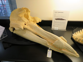 Hubbs gagalı balinası kafatası