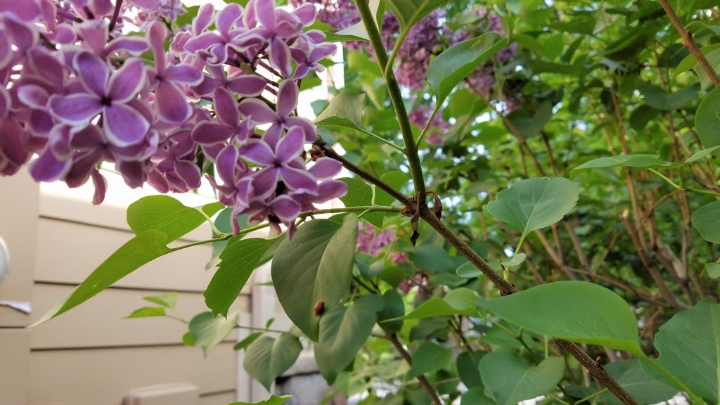 The Flower Bin How to Care for Lilac Bushes