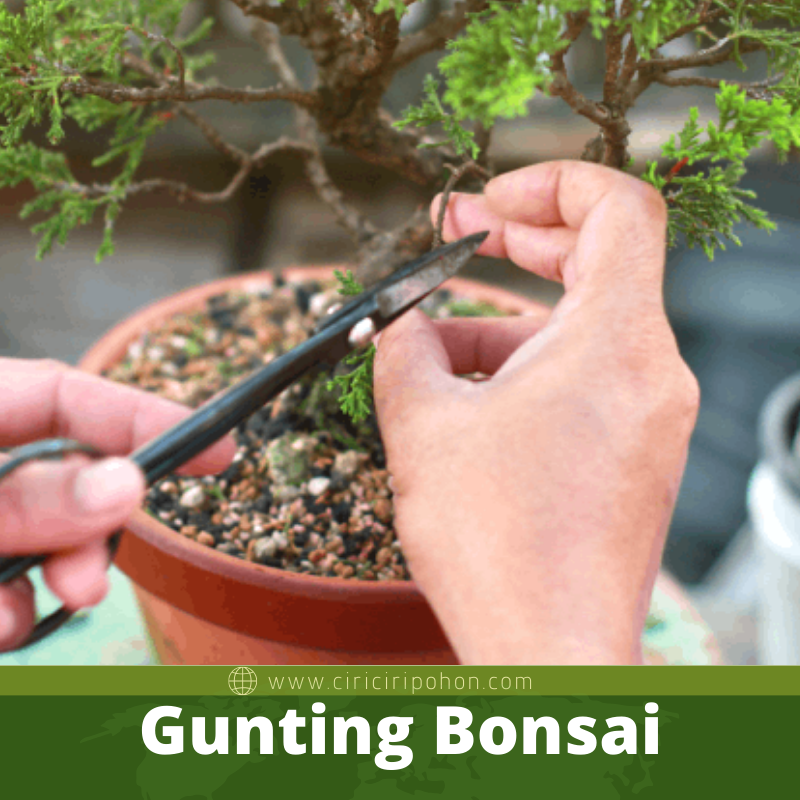 Gunting Bonsai