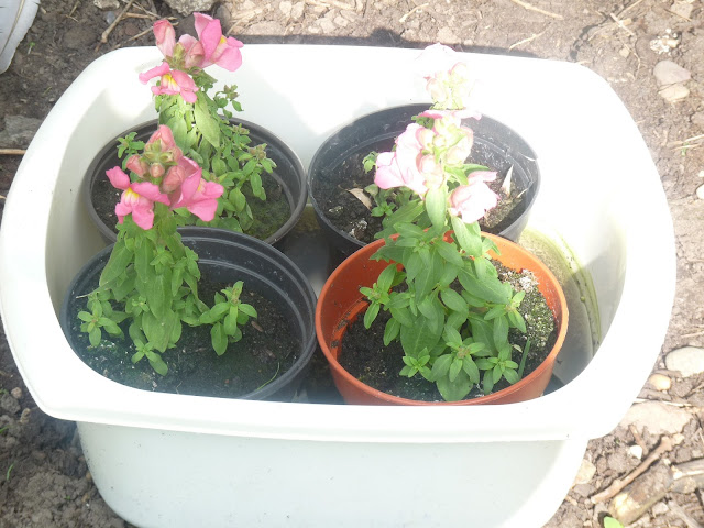 small plants in pots in a washing up bowl