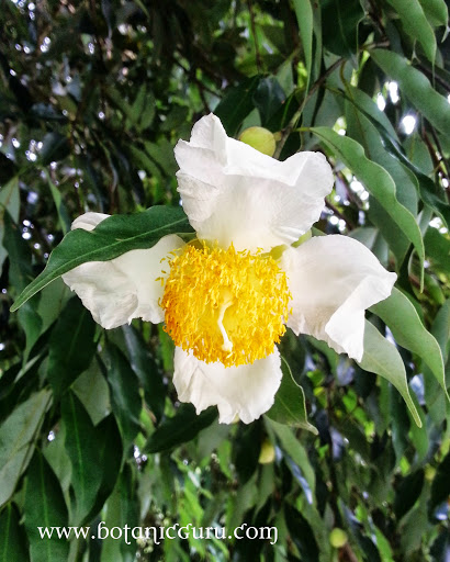 Mesua ferrea, Ceylon Ironwood, Indian Rose Chestnut, Cobra's Saffron, Poached Egg Tree flower and leaves