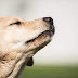 Πόσο μακριά μπορεί να μυρίσει η μύτη ενός σκύλου;