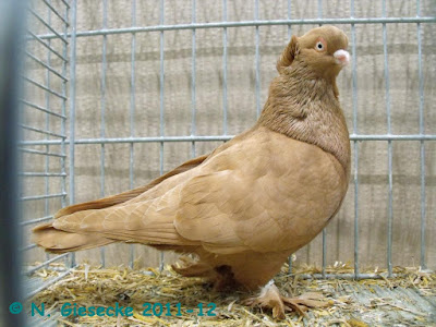 tumbler pigeons pictures - Norsk Tumling
