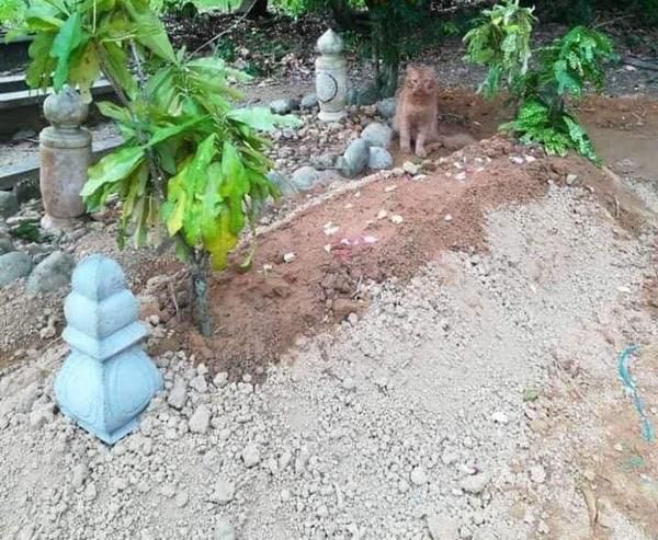 Sejak Hari Pertama Kematian Hingga Tahun Ke 2, Kucing Ini Selalu Setia Ziarahi Makam Tuannya