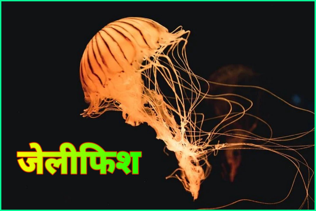 जेलीफ़िश एक पारदर्शक जिव Jellyfish In Hindi Hindi7facts