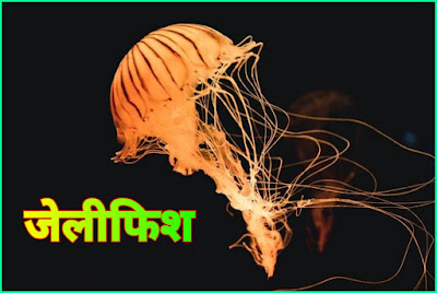 Jellyfish in hindi
