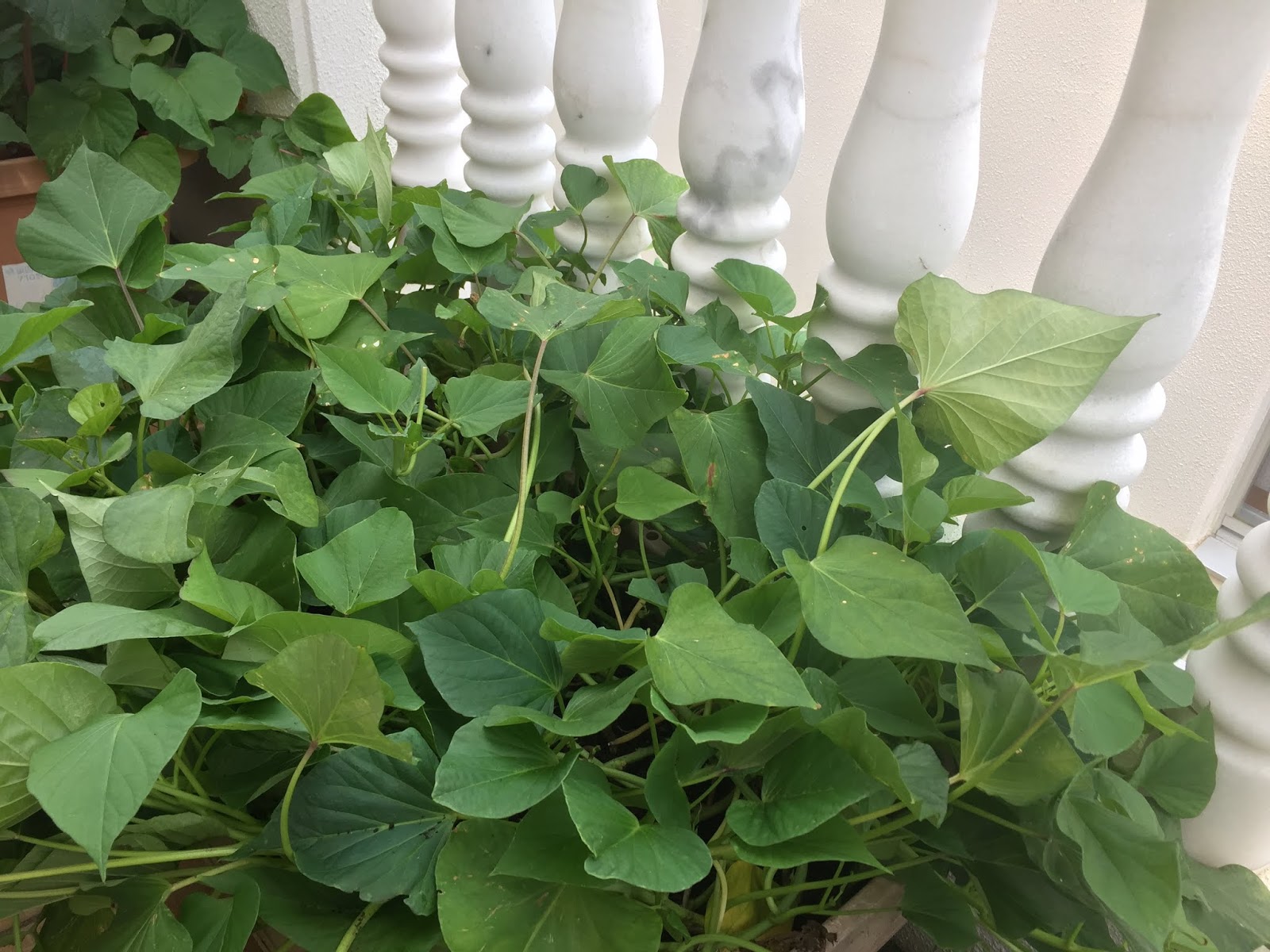 Okinawa Gardener Japanese Sweet Potato (Beni Imo)