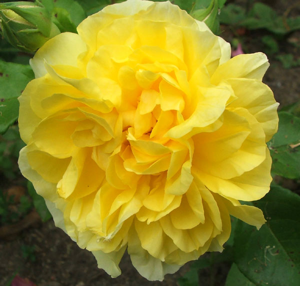 Avenger blog: Yellow Rose Flower