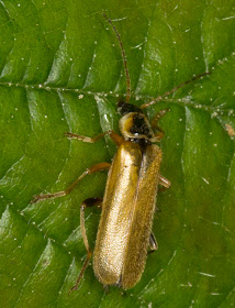 Cantharis decipiens.  Hayes Common, 9 June 2012.