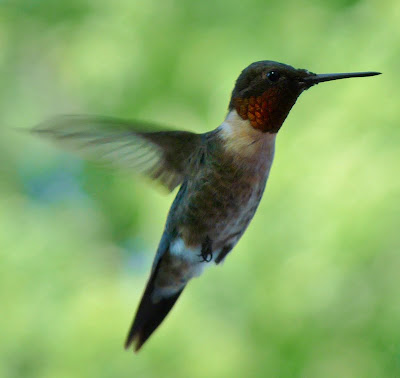 Male Ruby Throated Hummingbird in flight