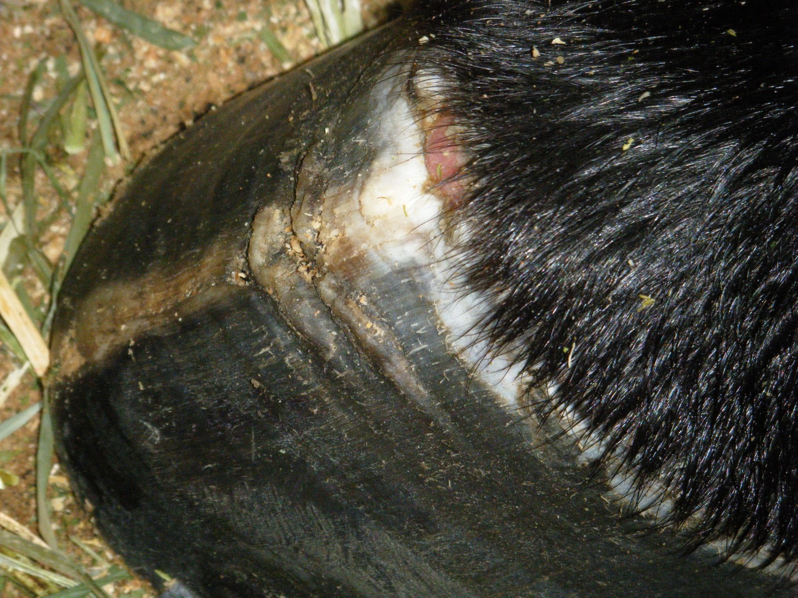 Wren Loop Thoroughbreds Keratoma