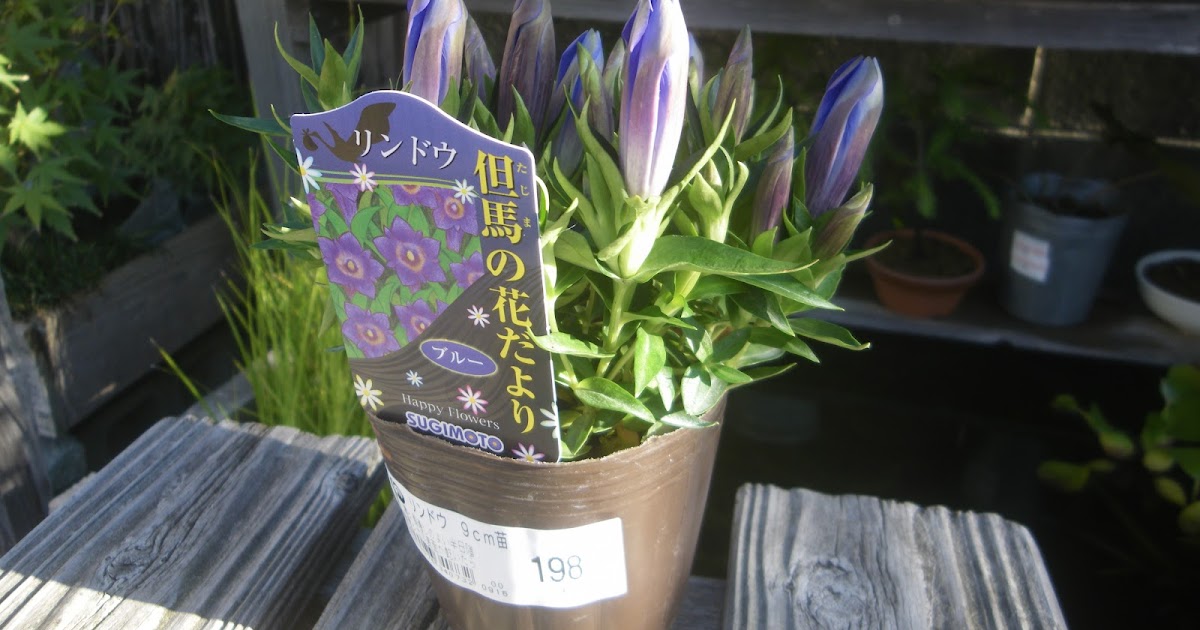 リンドウ 竜胆 の育て方 小さな鉢植えで青紫色の筒状の花を楽しむ メダカの大工