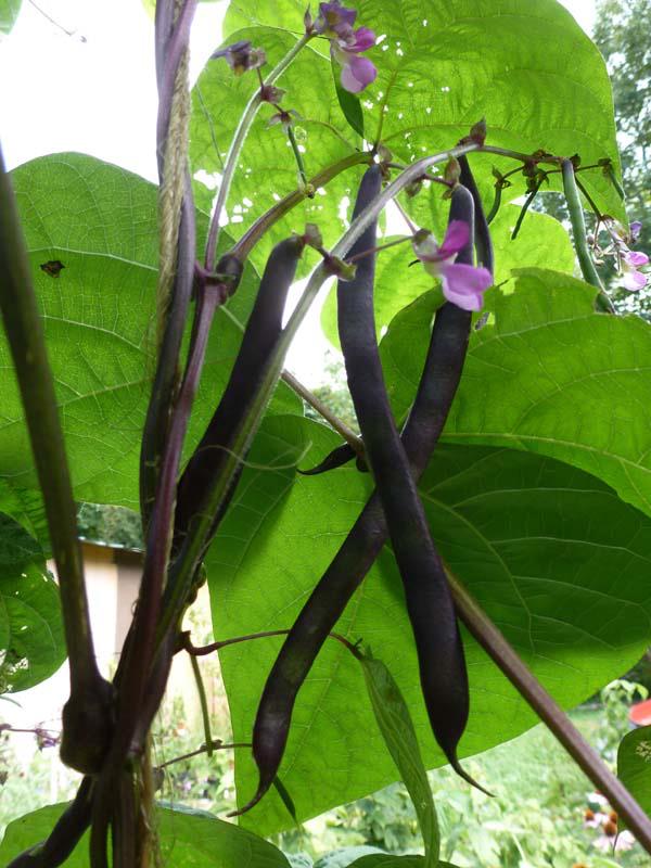 The Enchanted Tree Purple Pole beans my favorite snap bean variety!