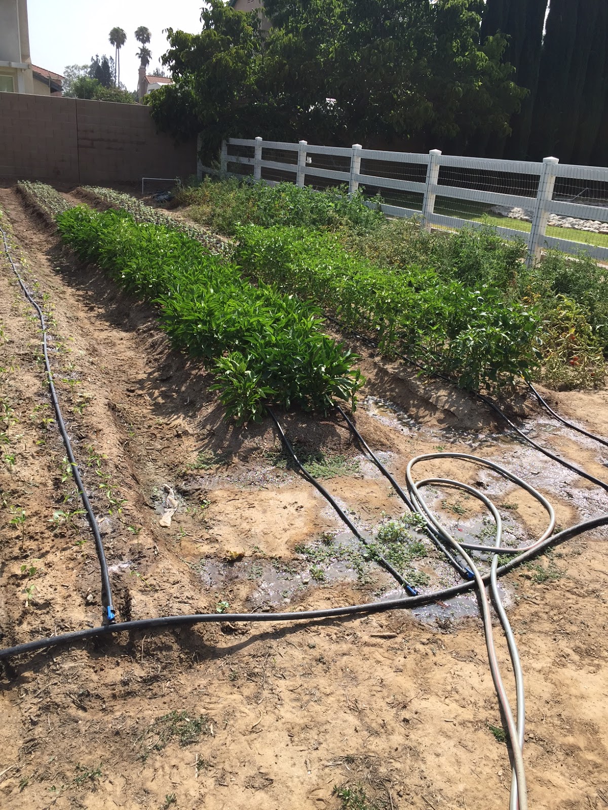 A Farmboy stuck in the city Fox Farm Riverside CA Water Usage