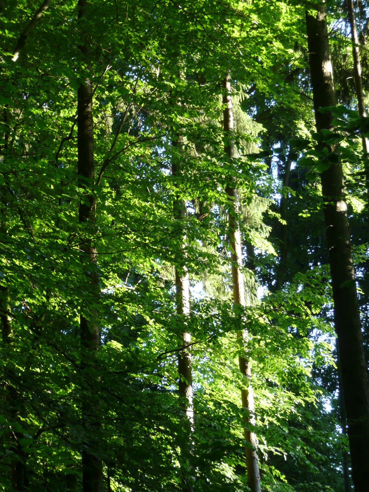 Unterfrankes Welt: Waldweg im Gramschatzer Wald nähe dem Waldhaus Einsiedel