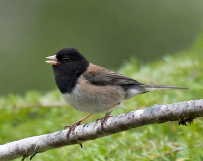 Dark-eyed Junco on a branch