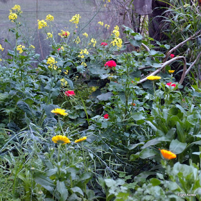 eight acres: Holistic management - part 4: ecosystem Processes