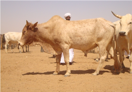 Local Beef Cattle in Sudan