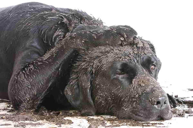 Baden Und Körperpflege Für Ihren Labrador