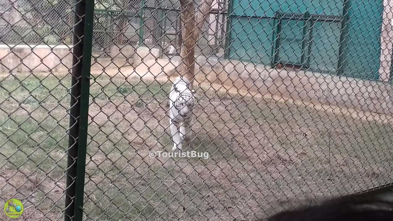 Lucknow Zoo Nawab Wajid Ali Shah Zoological Garden
