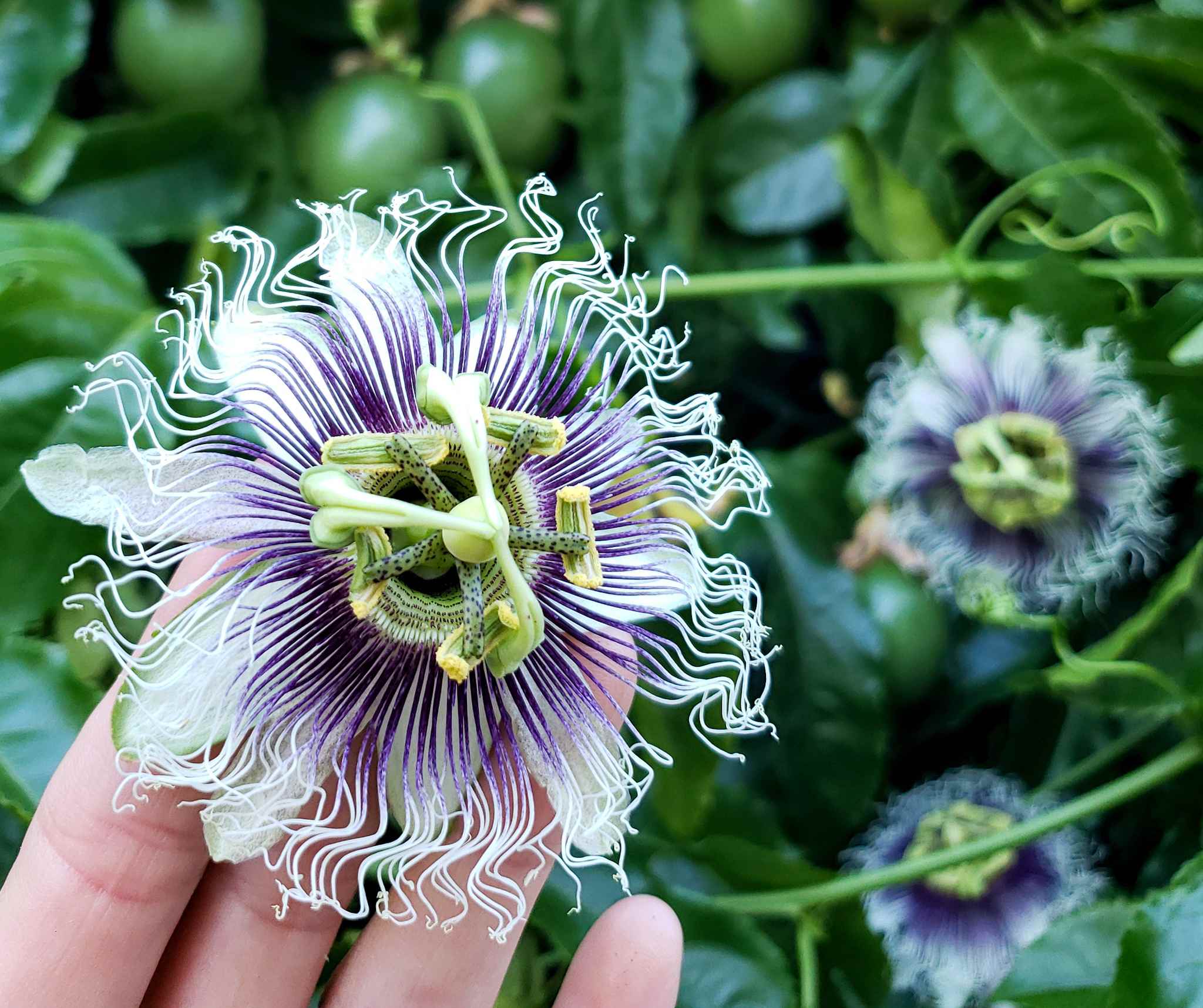 Passiflora Edulis