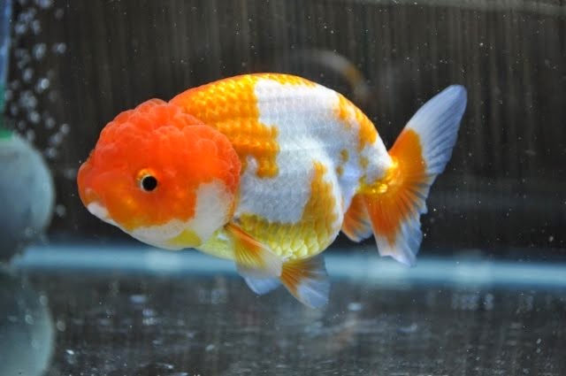 Cara Menumbuhkan Jambul Ikan Mas Koki