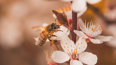 Free Bee On White Cherry Blossom wallpaper