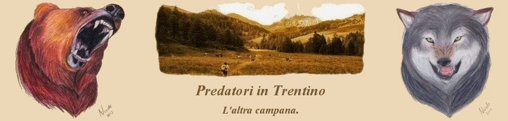 Orso in Trentino