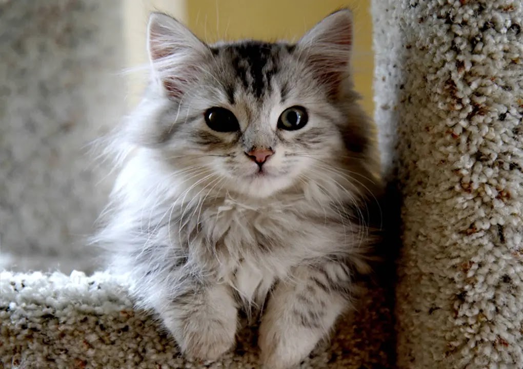 Top 10 Large Cat Breeds The Buzz Land