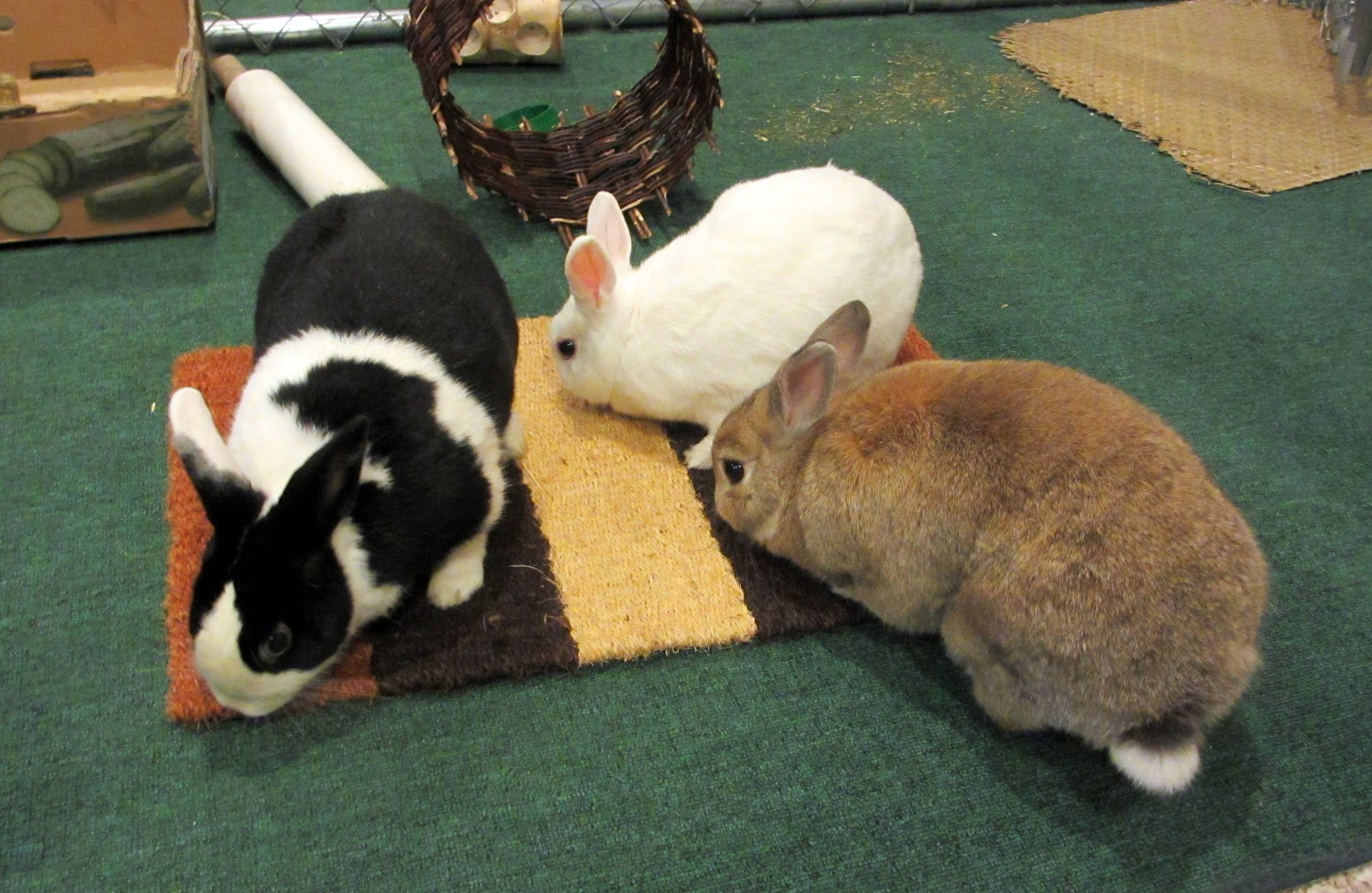 Rabbit Ramblings New bunny chew mat