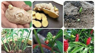 What you need to grow ginger indoor