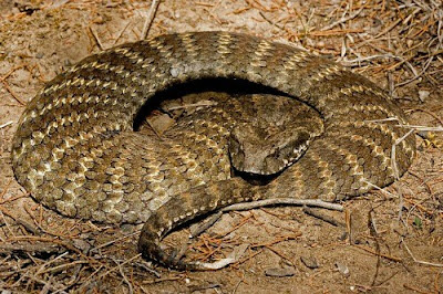 serpentes mais venenosas