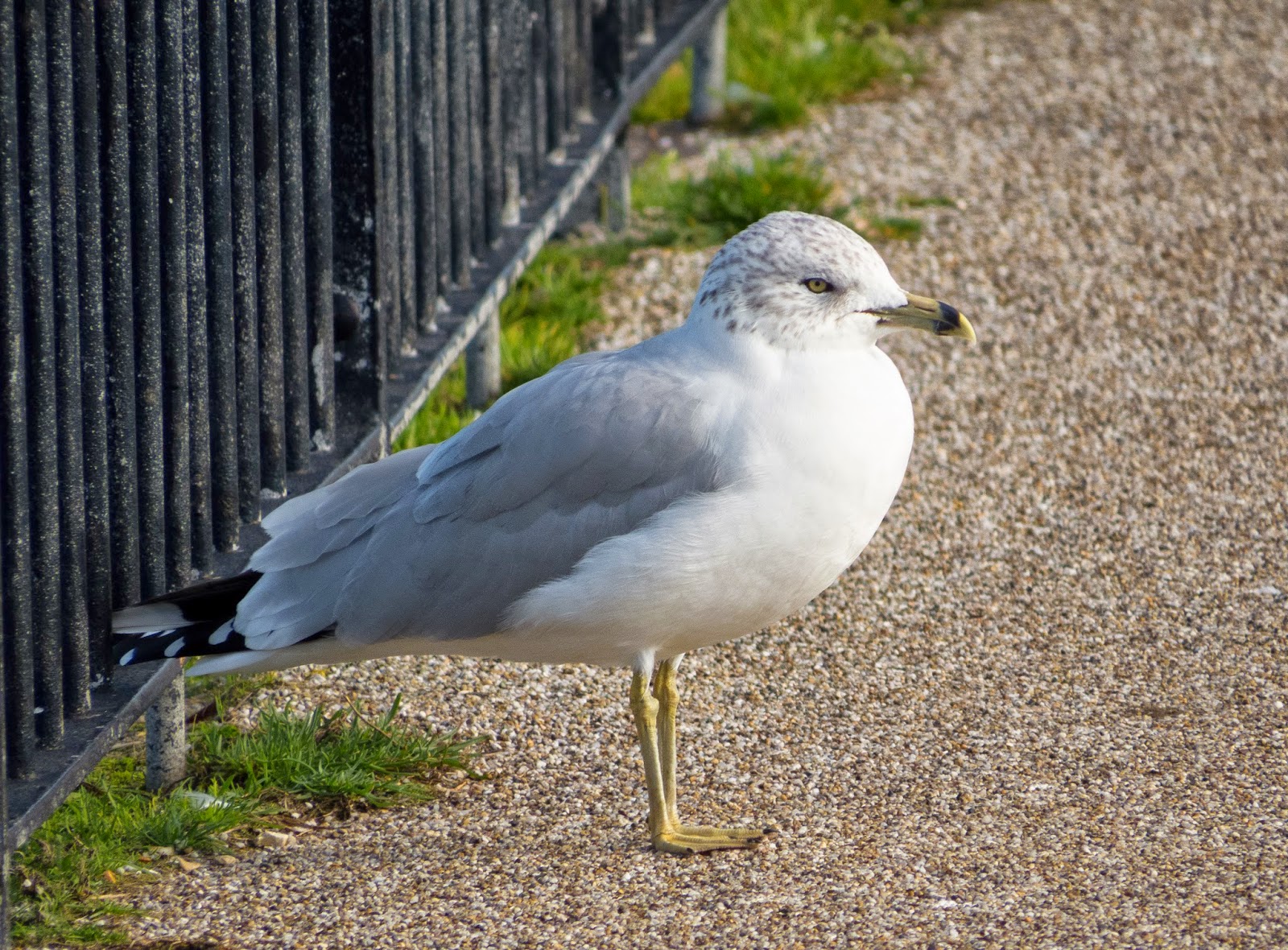 Ring-billed Gull