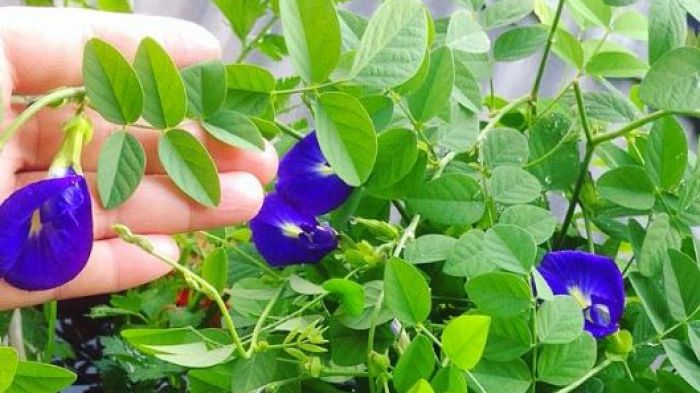 Segudang Khasiat Bunga Berwana Ungu Clitoria Ternatea Bantennet Com