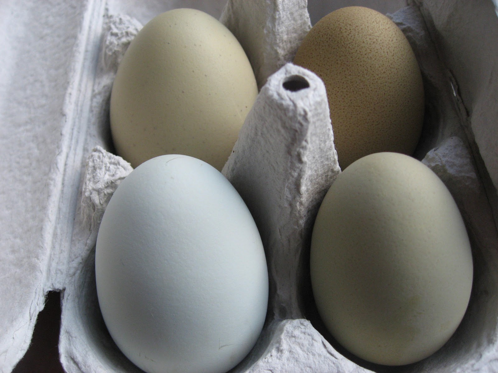 Куриное яйцо тест. Амераукана яйца. Куры Эггерс яйца. Зеленые яйца. Яйца зеленого цвета.