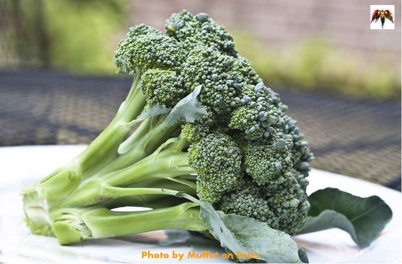 BENEFICIOS DEL BRÉCOL الخصائص الغذائيّة للبروكولي BENEFITS OF BROCCOLI