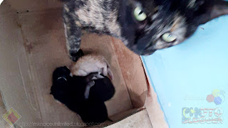 Phatah and the three new kitten