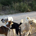 Οργή στην τοπική κοινωνία – Κτήνη στην Κρήτη δηλητηρίασαν μαζικά αδέσποτα σκυλιά