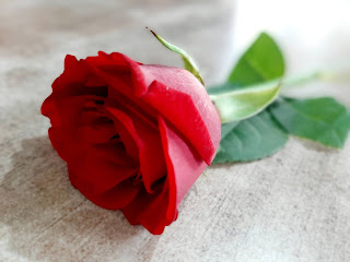 rose image