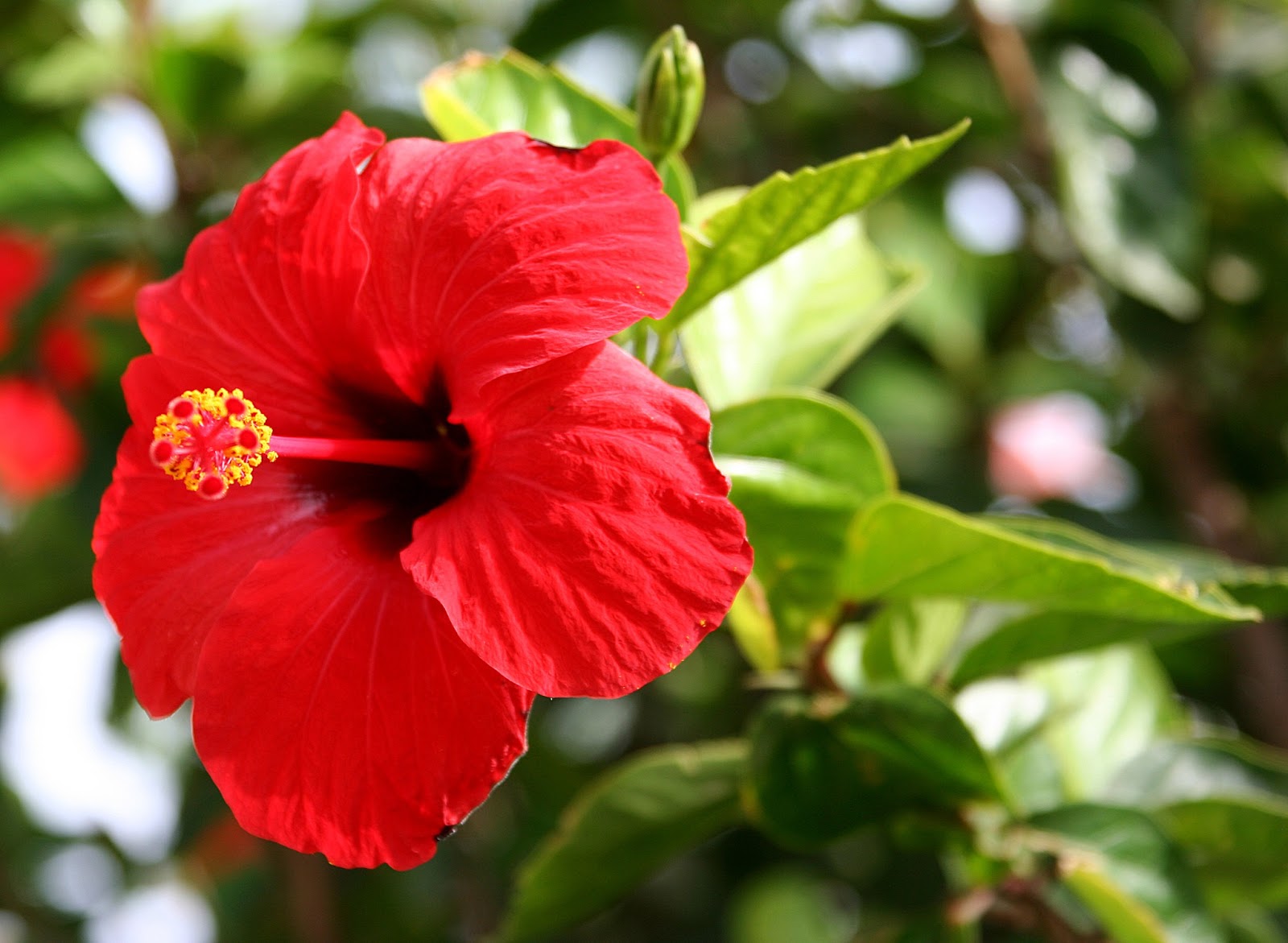 hibiscus-benefits-and-how-to-prepare-medical-herbs-and-spices