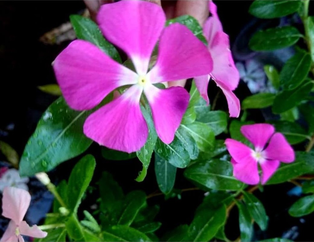 Bibit Bunga Vinca Murah Cimahi