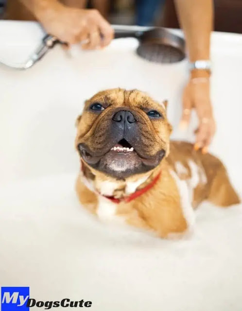 How Often Should You Bathe a Dog how often to bathe puppy washing puppies bathe a puppy dog wash near me bathe a dog dog bath near me how often should i bathe my puppy dog washing service near me how to give a puppy a bath washing dog dog wash at home dog wash prices how often should i bathe my dogs how to bathe a puppy how to wash a puppy mobile dog washes dog washing service washing my dog how often should you wash dog dog bathtub dog wash mobile near me dog bath tub earth bath shampoo for dogs how often should you bathe a dog self washing dog wash how many times bath dog how often should i wash my dogs how to properly bathe a puppy how often do you give puppies a bath how many times should a husky take a bath