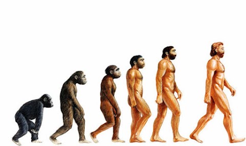 origin-and-evolution-of-human
